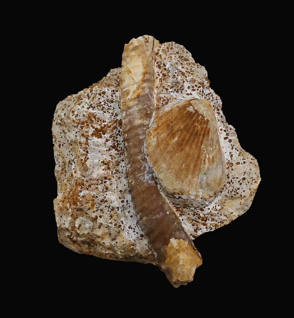 Spiroceras annulatum (7 cm) et Pseudolimea duplicata.