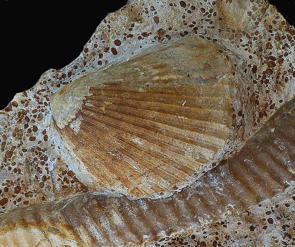 bivalves-bajocien'jurassique-calvados