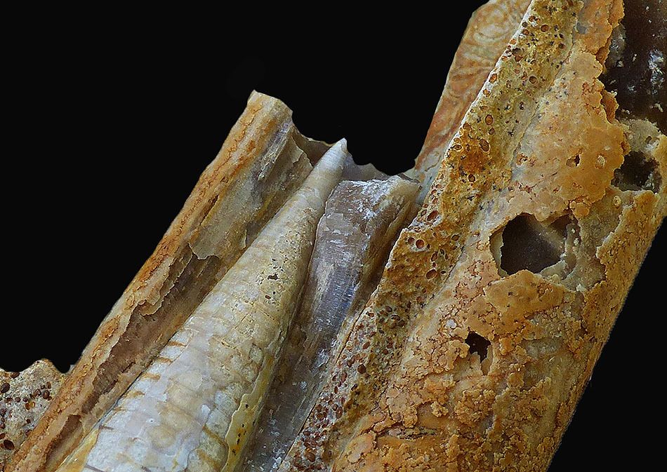Belemnopsis sulcatus