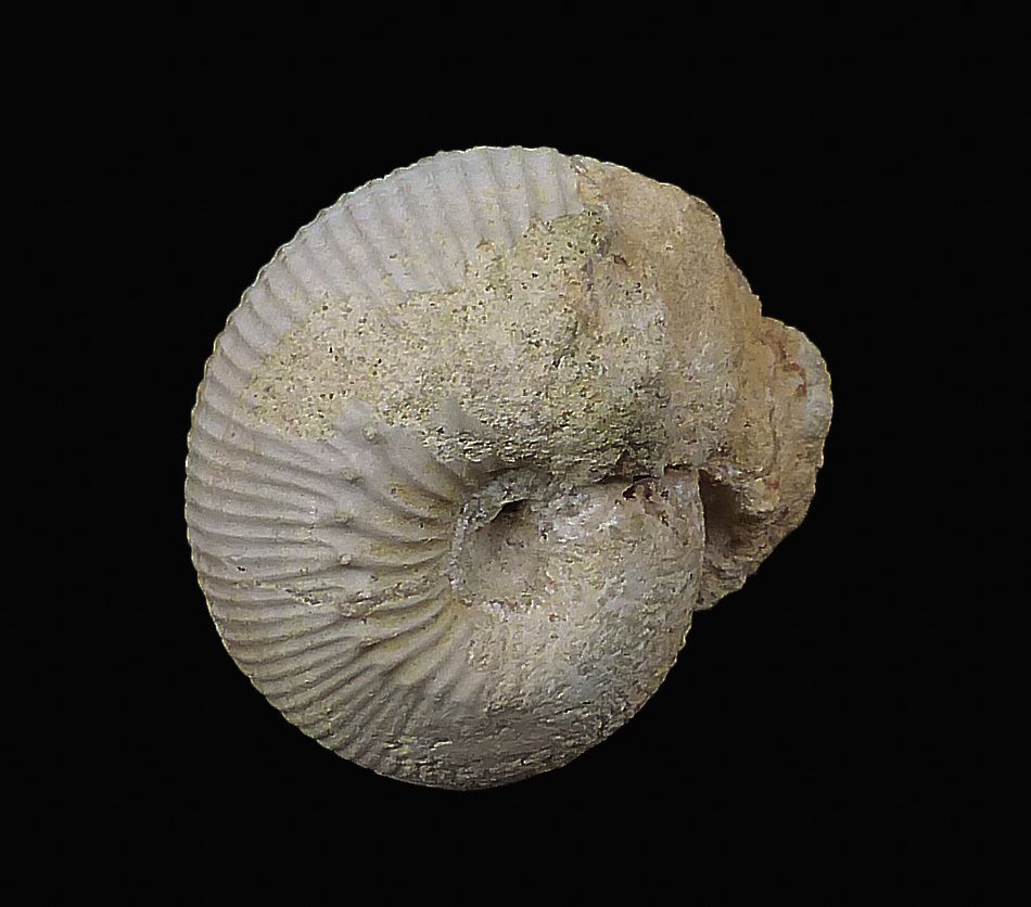 Frogdenites extensus