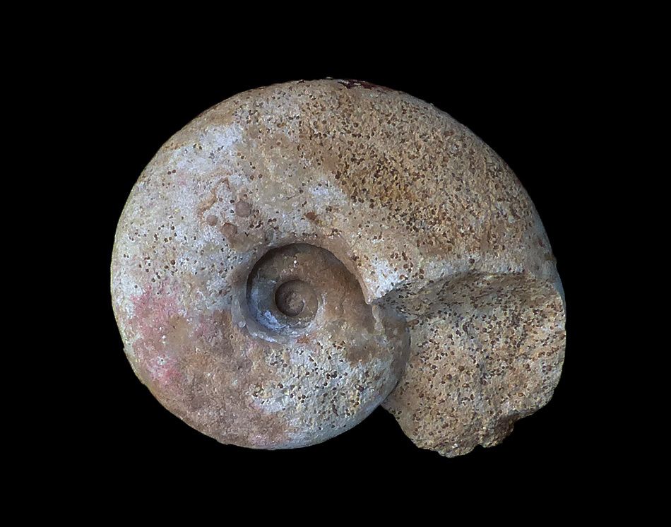 lissoceras-jurassique-ammonite-bajocien14