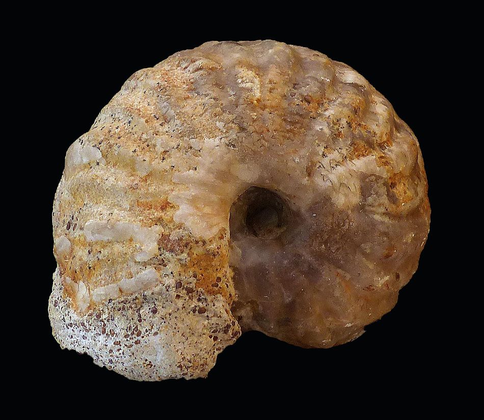 Poecilomorphus cycloides