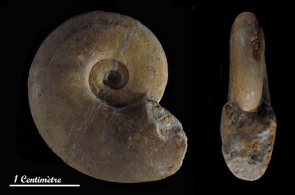 Lissoceras Ammonites Macroconques Bajocien