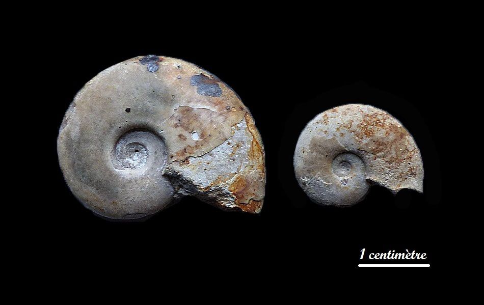 Lissoceras inflatum
