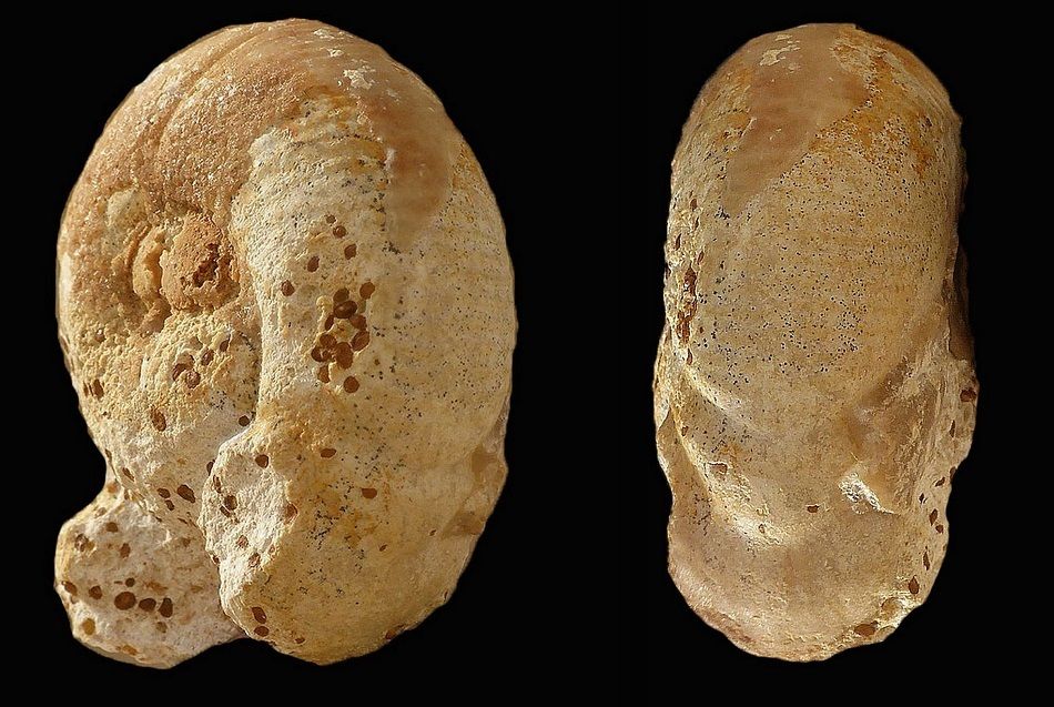 Dimorphinites centriglobus 