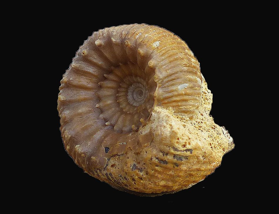 Stephanoceras sp
