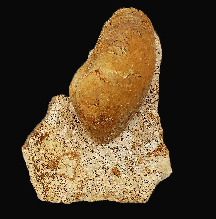 bivalves. bajocien- jurassique moyen-calvados