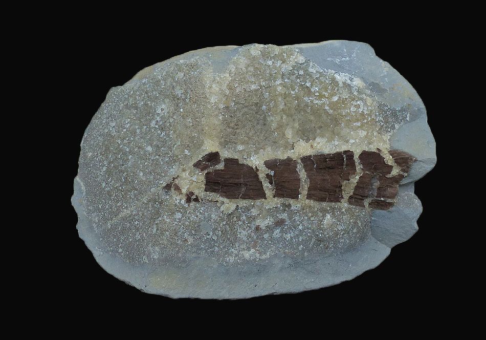 Septaria bois bossile