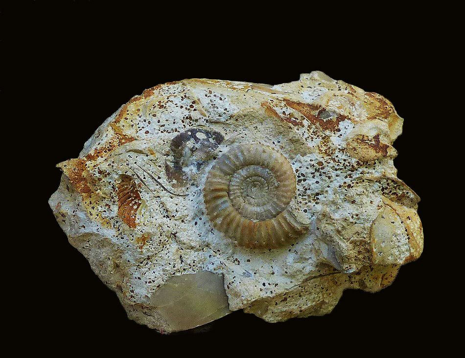 caumontisphinctes-bajocien-niortens-ammonite-bayeux