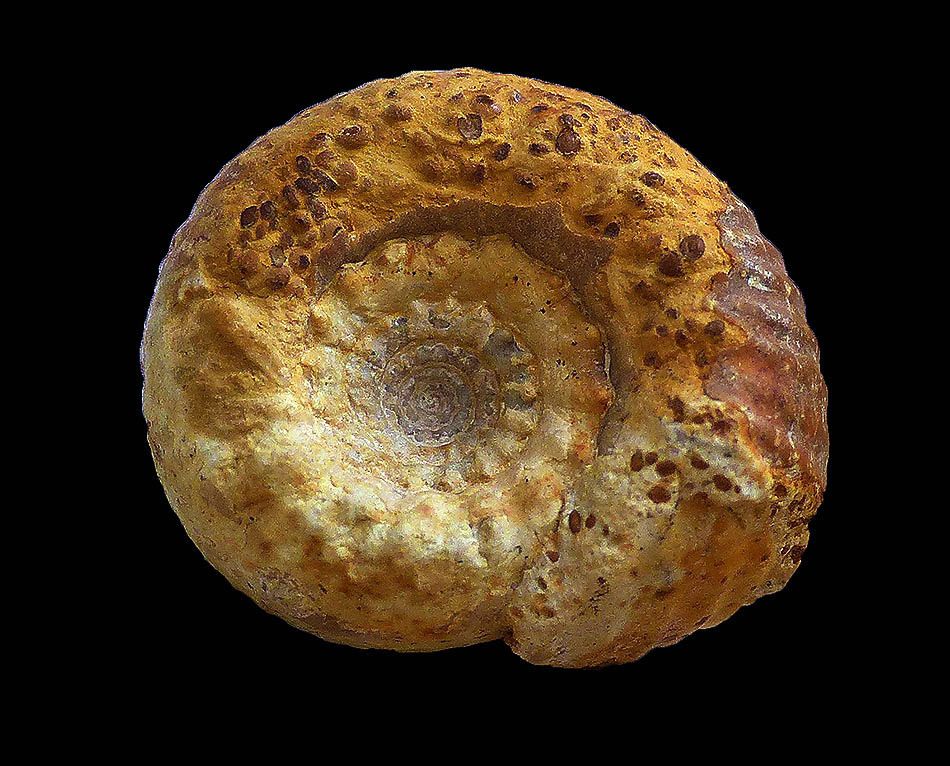 Cadomites sp