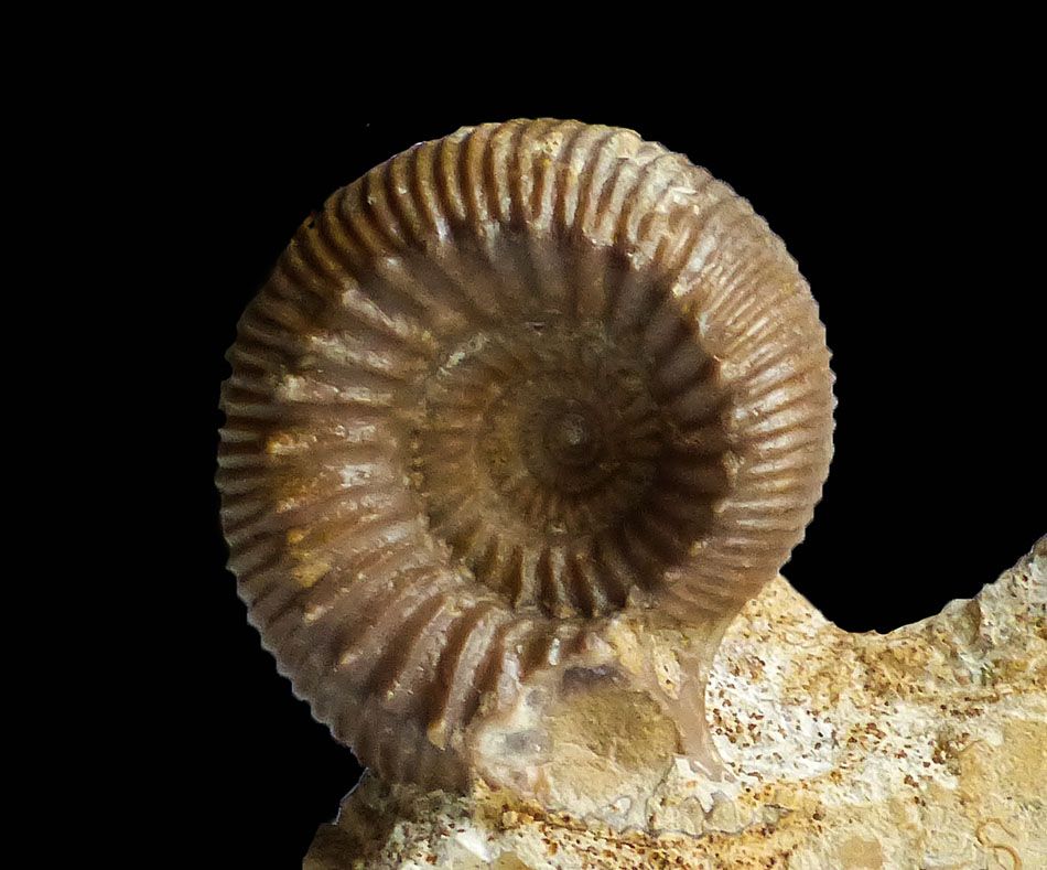Stephanoceras sp