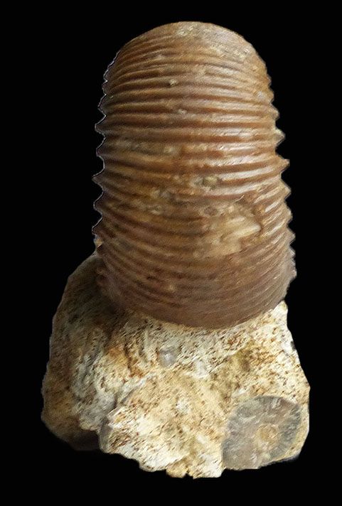 Stephanoceras sp