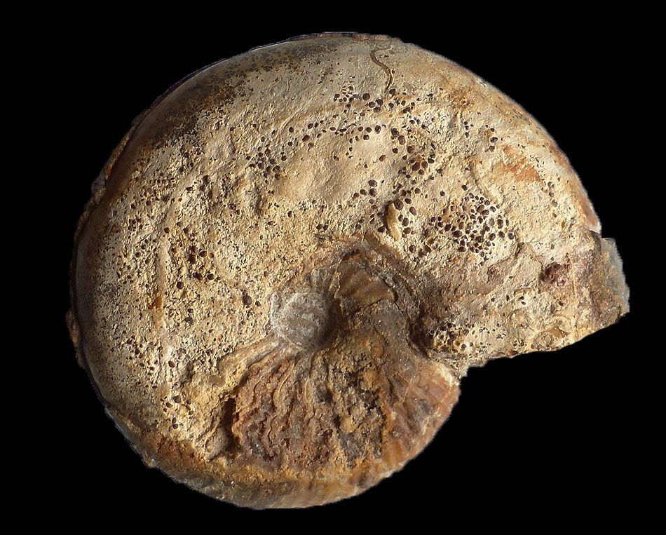 Morphoceras sp