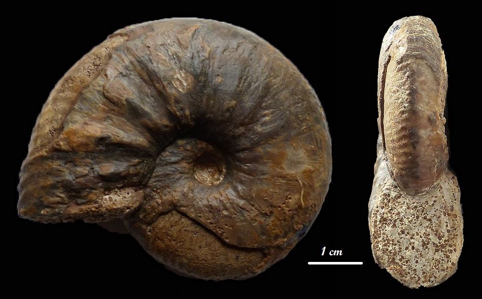Morphoceras sp