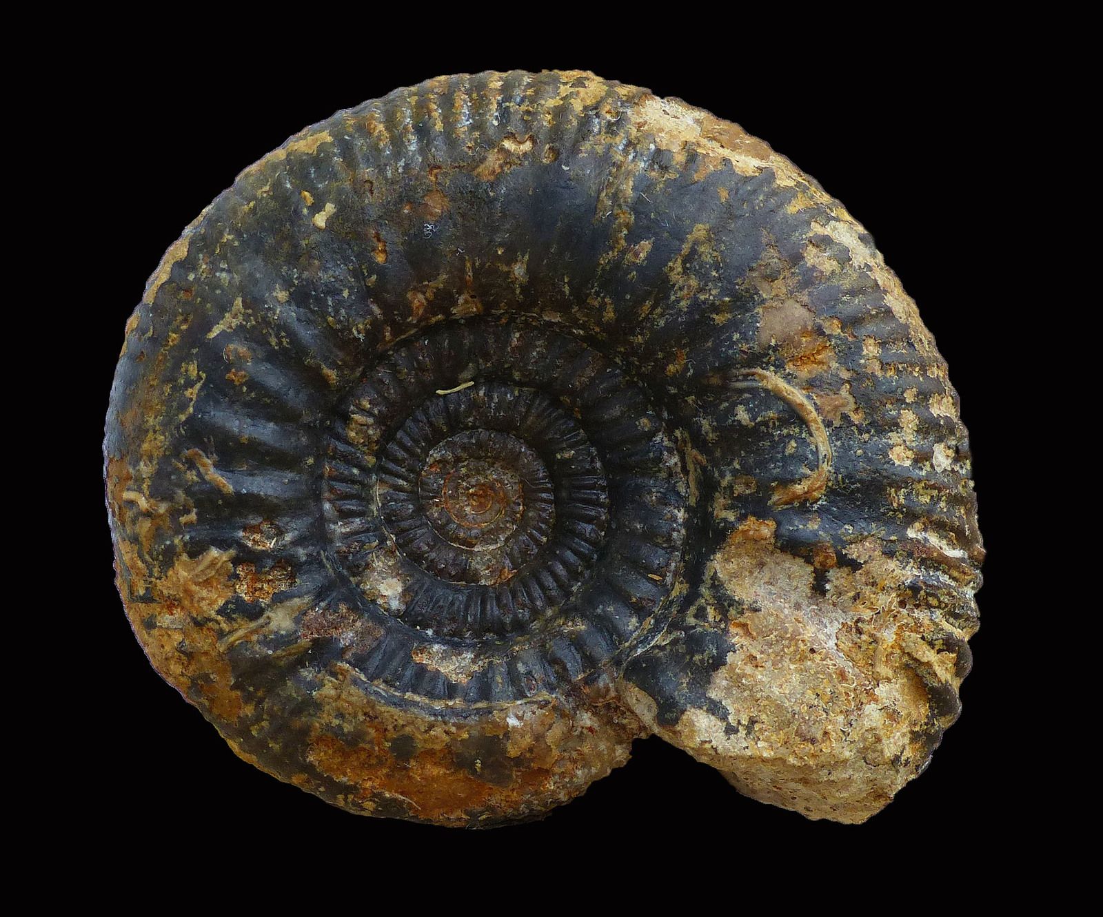 Procerites laeviplex 