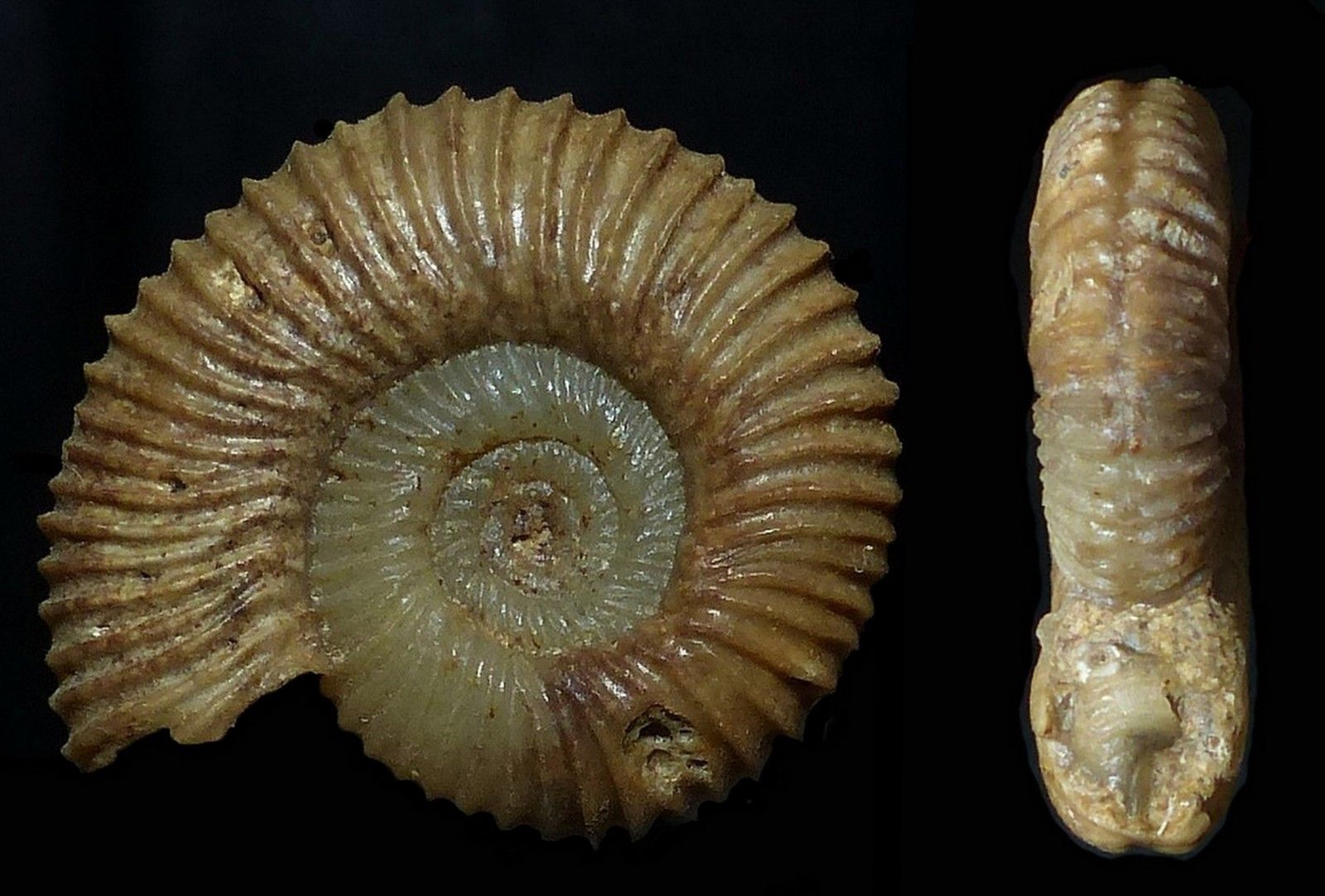 Ebrayiceras sp