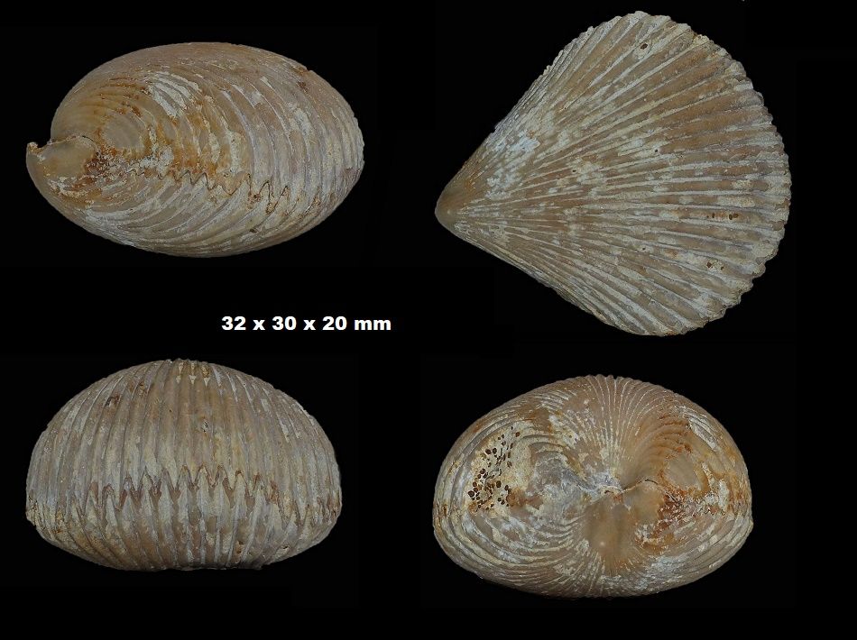 Cymatorhynchia densecostata
