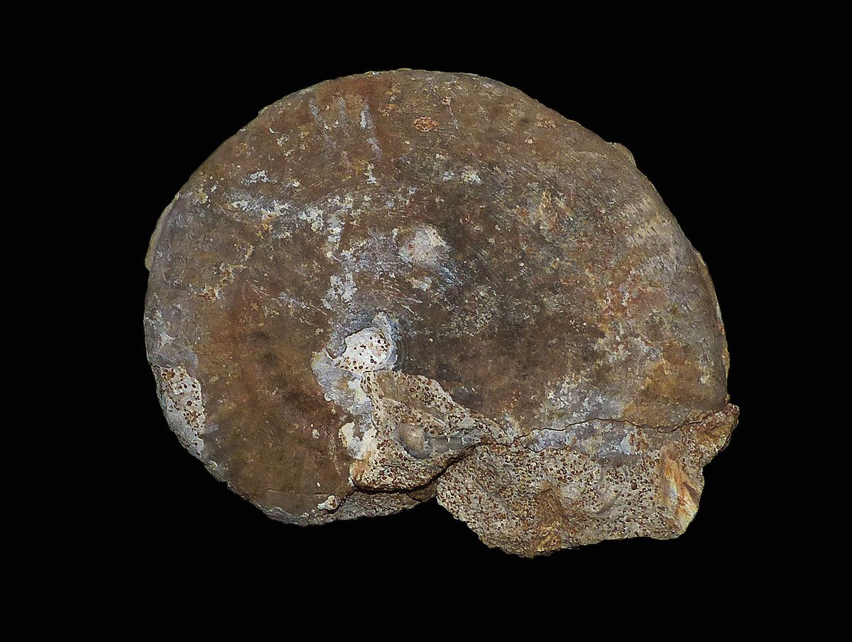 Strigoceras symplectum