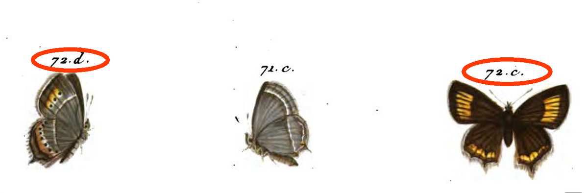 Le Porte-Queue brun à taches aurores, Engramelle, Papillons d'Europe, planche XXXV fig. 72 c & d.