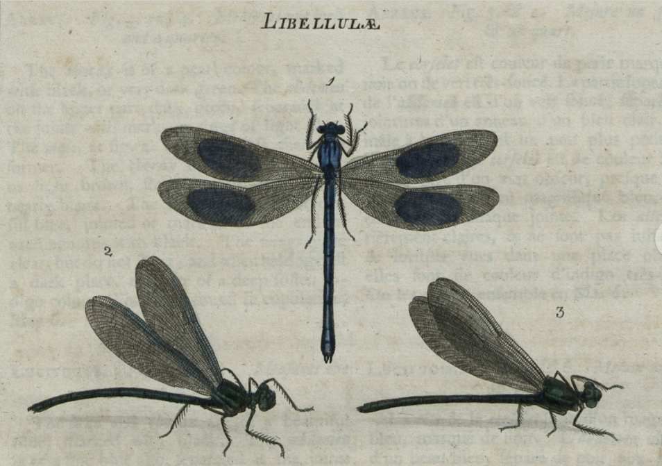 Zoonymie des Odonates: Le nom Calopteryx splendens, (Harris, 1780).