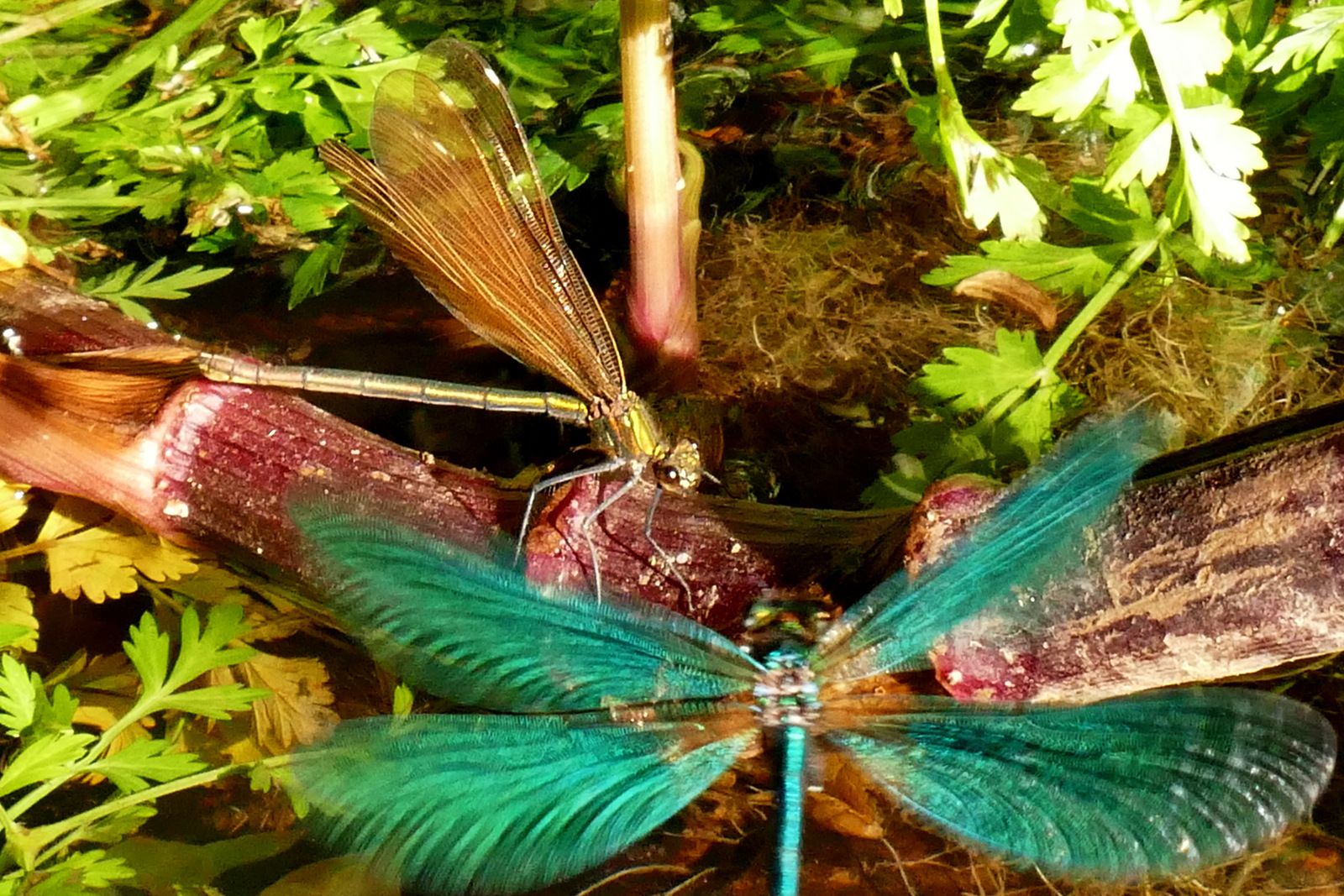 Calopteryx virgo, Crozon. Photographie lavieb-aile 28-30 mai 2020.
