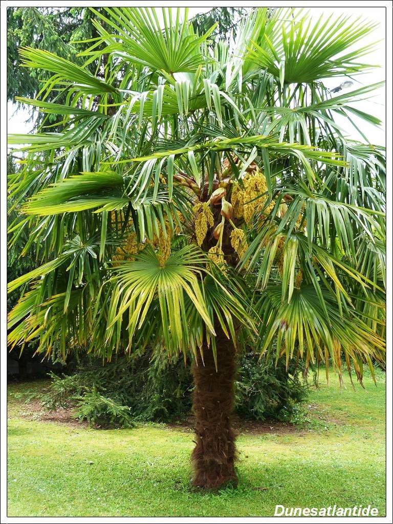 Notre palmier à chanvre en fleurs ! - Le blog de lanourse