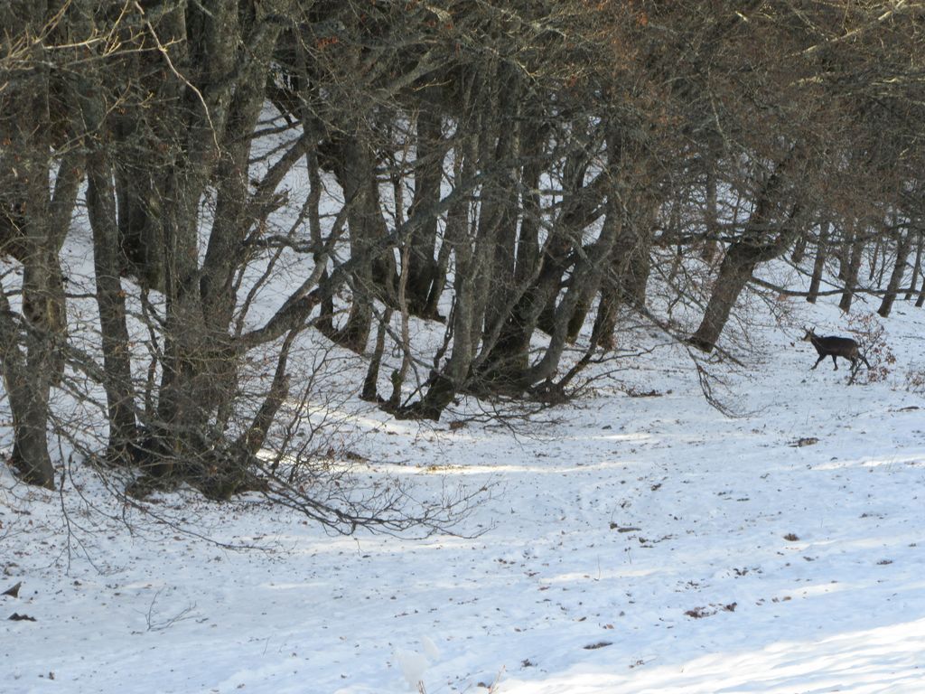 Monsieur le chamois, et la combe vue du bas (et si ! il y a assez de neige !)
