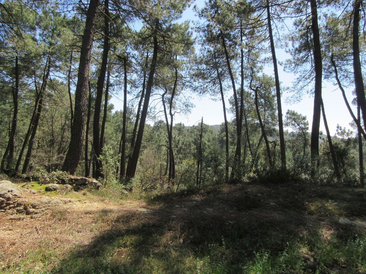 Forêt méditerranéenne ... rivières attirantes ... c'est presque l'été ! 