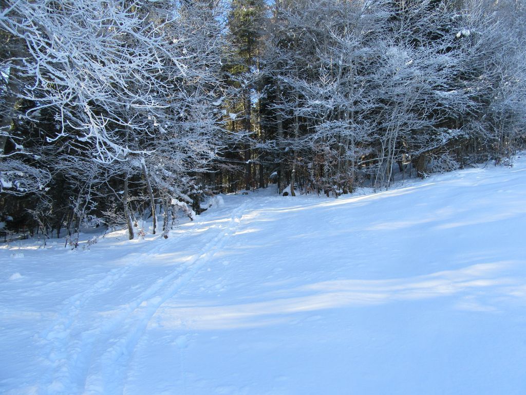 La forêt suffisamment clairsemée pour y tracer son chemin 