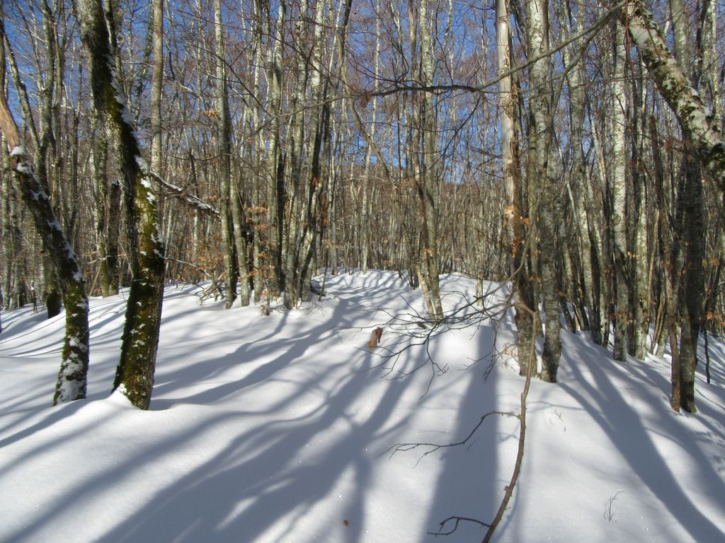 L'enneigement augment assez vite avec l'altitude ... 