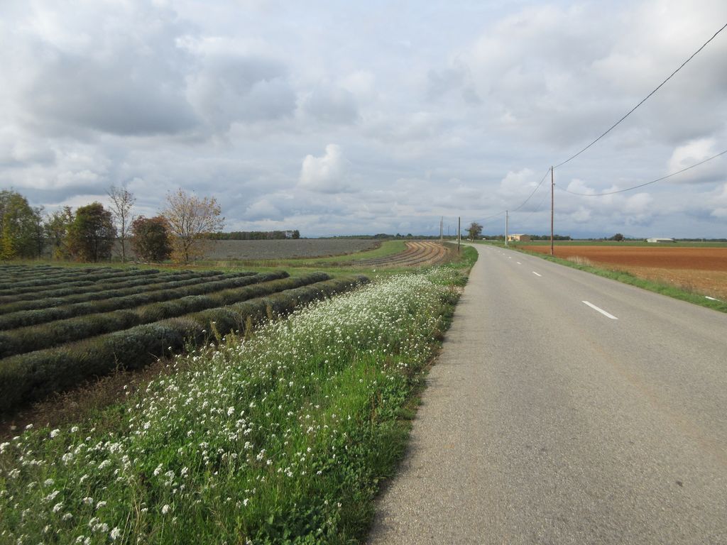 Ce coup ci c'est plat ... lavande à perte de vue !