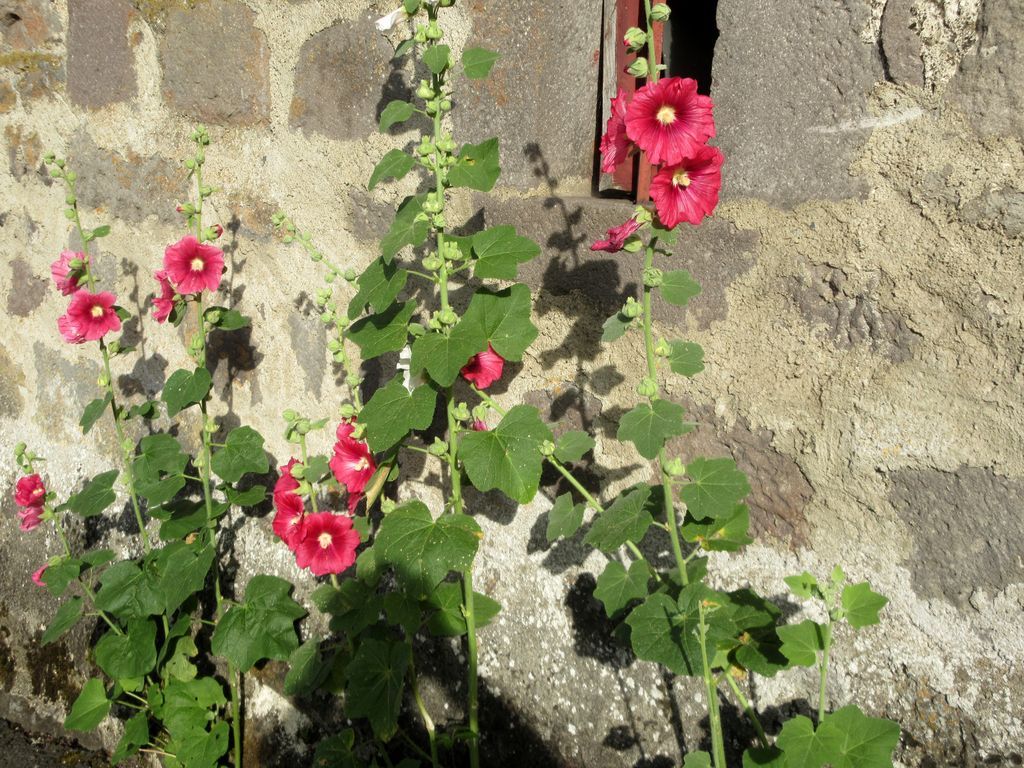 Besse