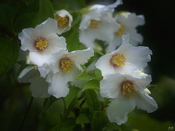 gifs fleurs