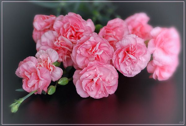 Gifs fleurs