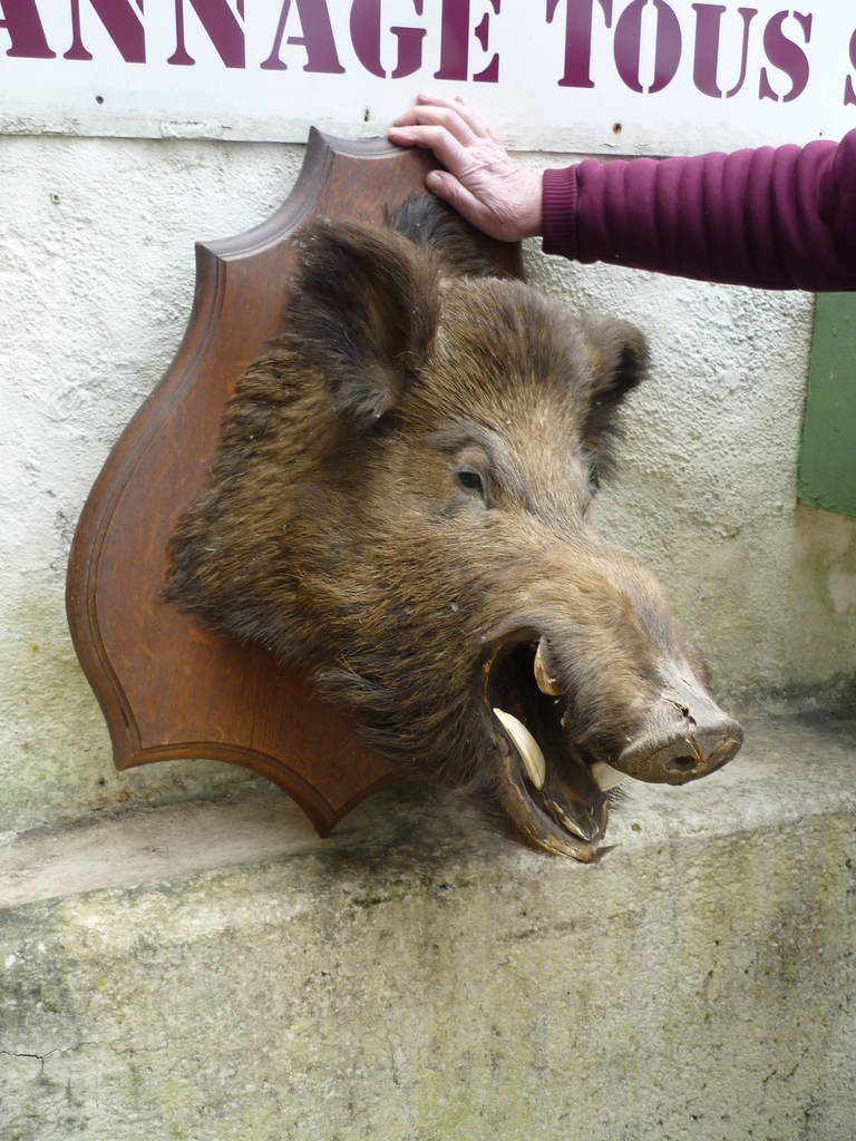 tête de sanglier naturalisée à vendre