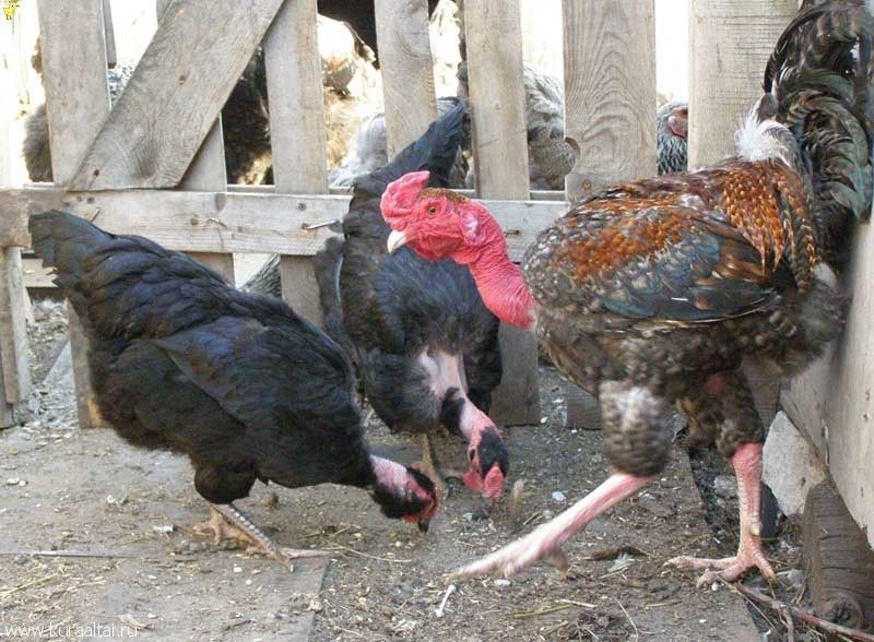 порода кур индокуры. голошейная порода кур. петух голошейка. куры с голошейные порода. куры испанка голошейка.