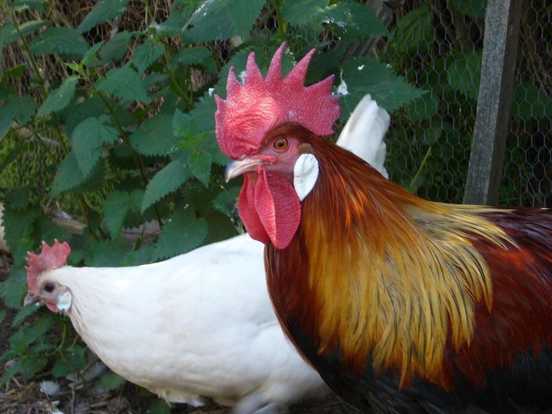 coq gaulois coq gaulois