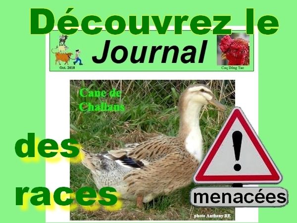 Journal des races menacées (5) : spécial "orphelines"