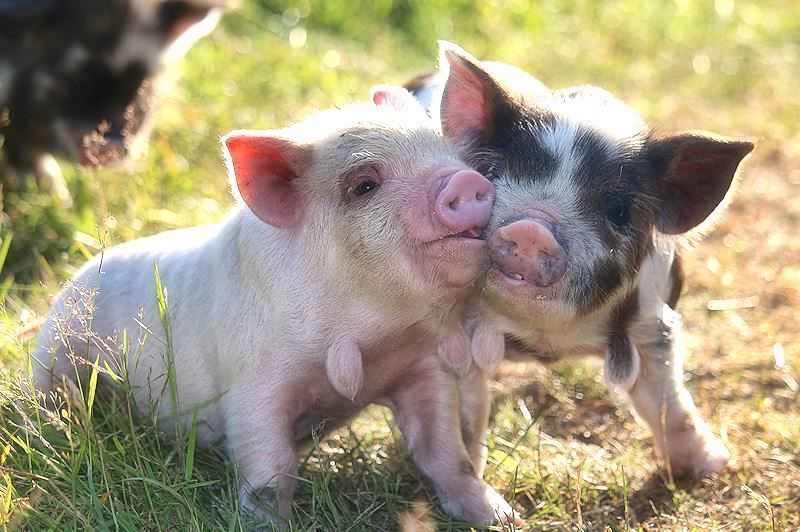 Autre particularité de ce porc originaire de Nouvelle Zélande : ces pampilles !