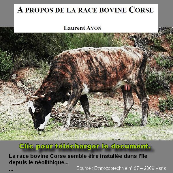 La vache Corse par Laurent AVON.