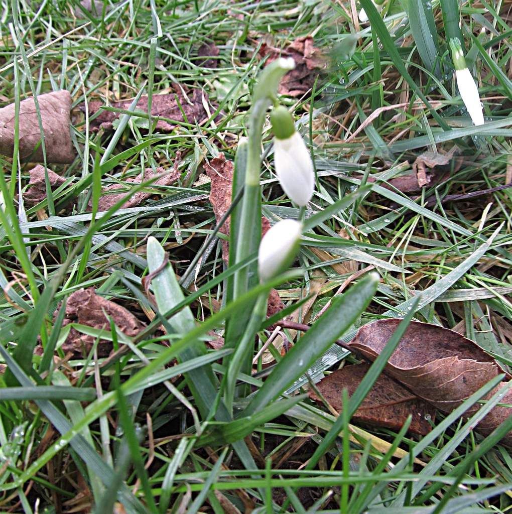 Der Frühling läutet schon