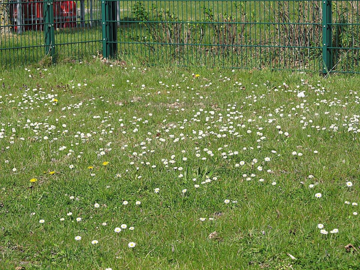 Ich weiß eine Wiese vor dem Dorf