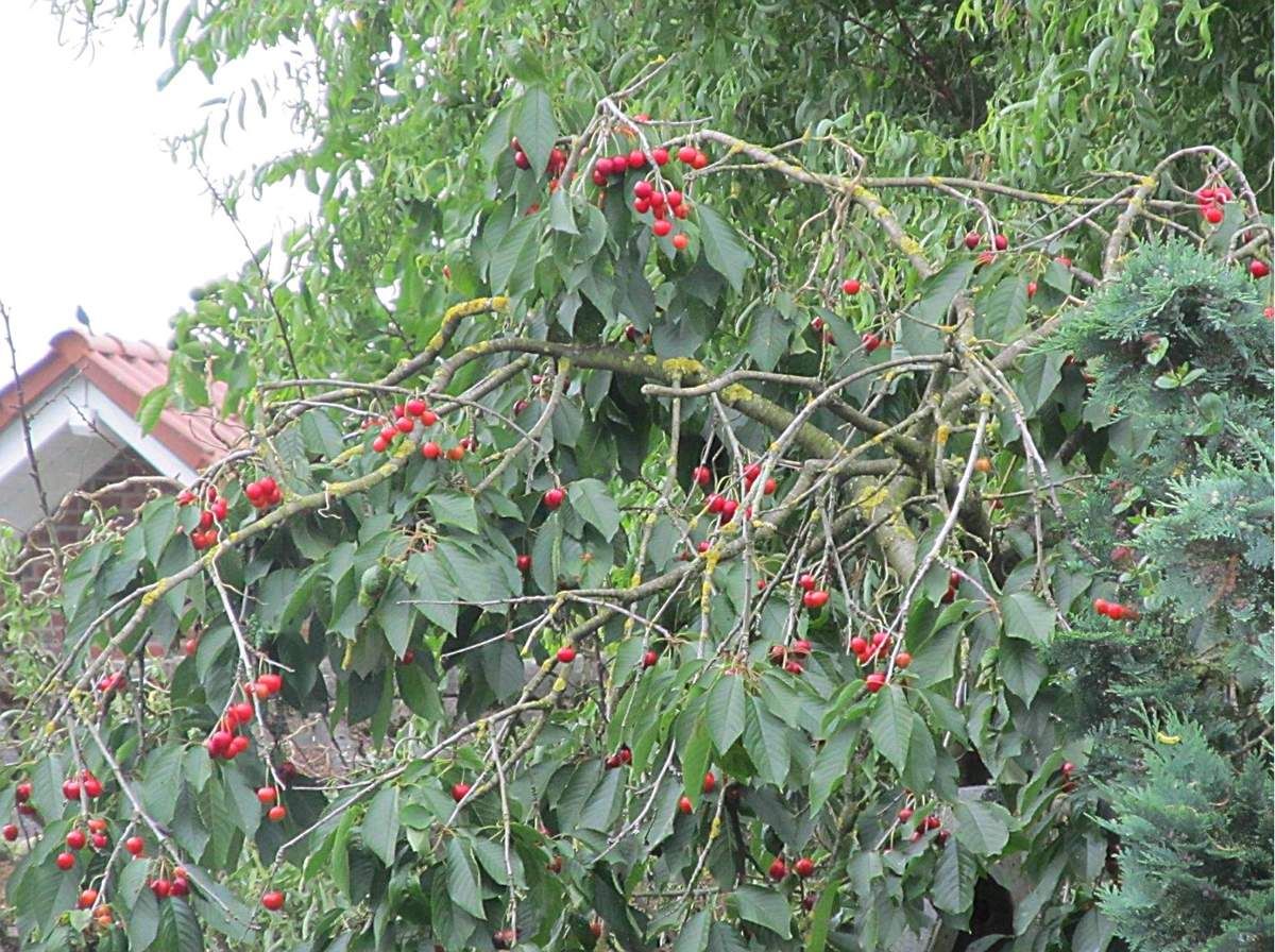 Kirschen in Nachbars Garten