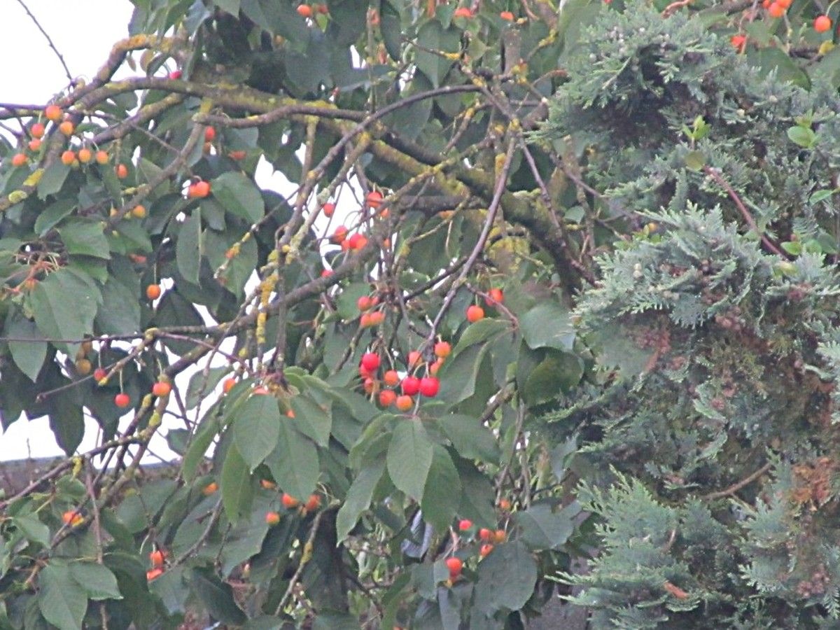 Kirschen in Nachbars Garten