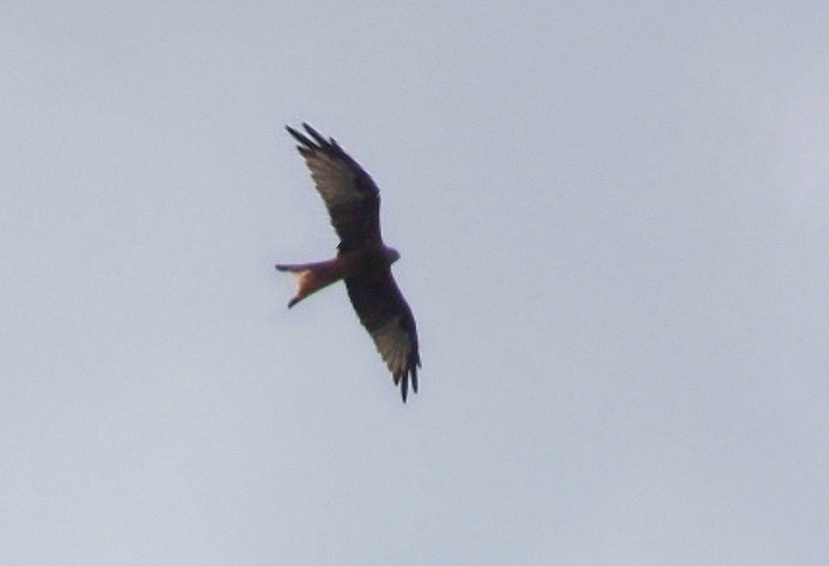 Flugbild Gabelweihe (Roter Milan)