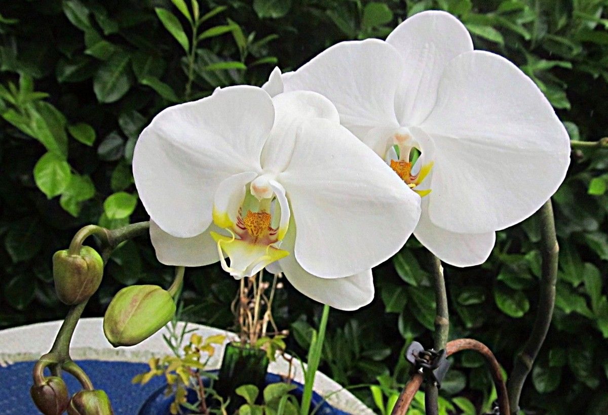 Fotos von Orchideenblüten in verschiedenen Stadien