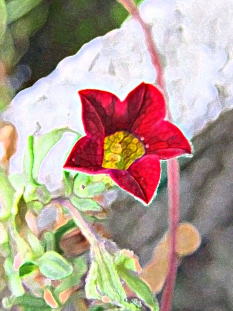 roter halboffener Blütenkelch einer Wunderblume