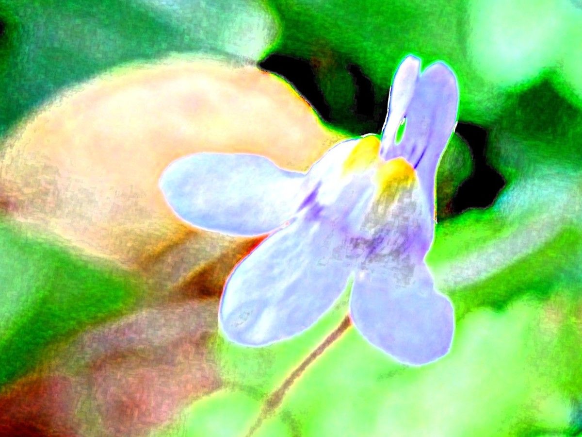 Zimbelkraut-Blüte, mit einem Filter bearbeitet