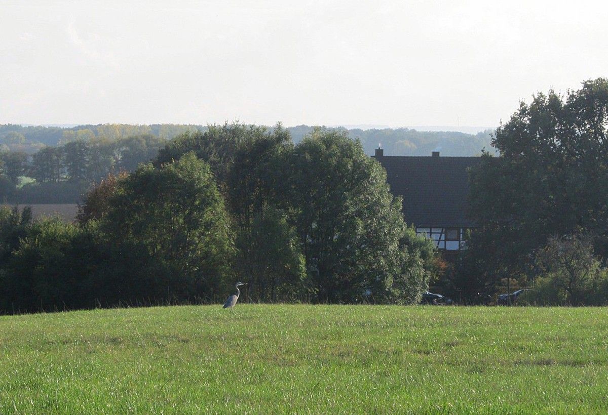 Fischreiher auf dem Feld