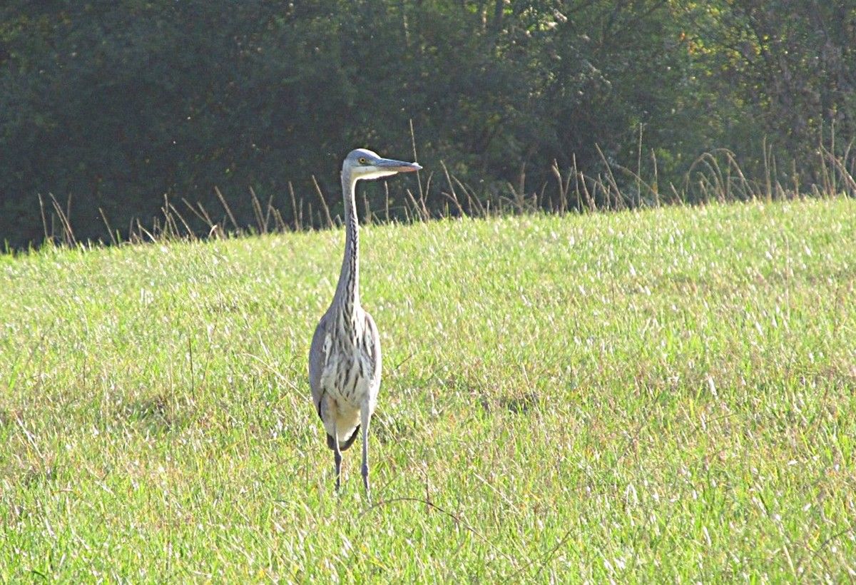 grauer Fischreiher_2